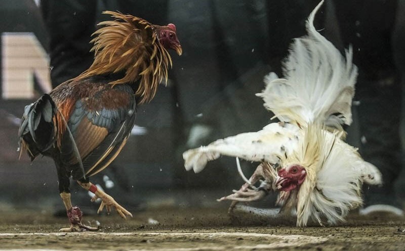 Đá gà cựa sắt - Bật mí cách chọn chiến kê cho thành viên - Trang Chính Thức Fun88.com 2026