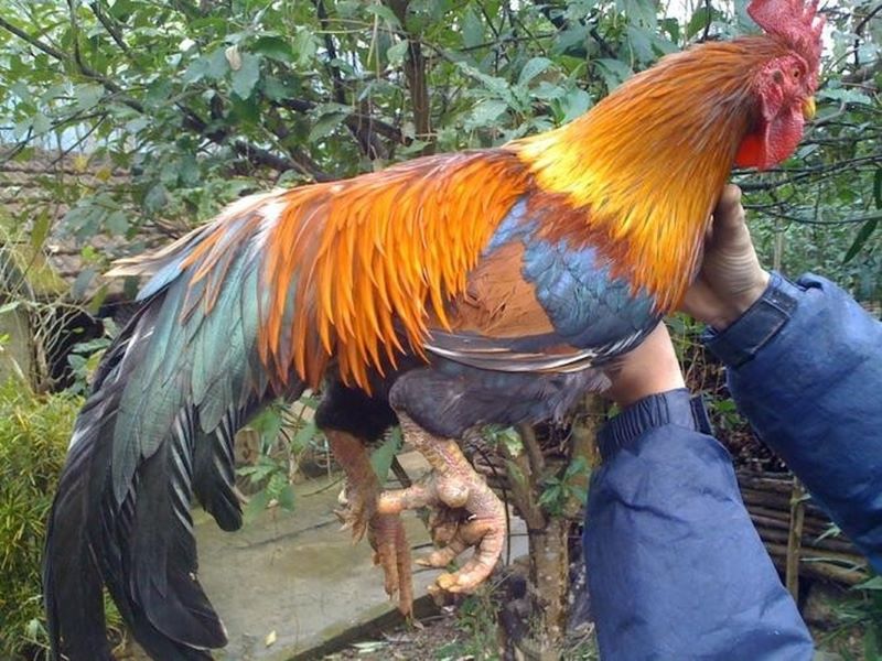 Gà 9 cựa - Thông tin tổng quan về thần kê đặc biệt - Trang Chính Thức Fun88.com 2026