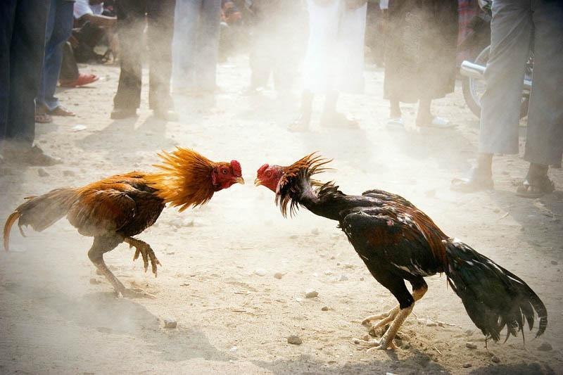 Đá gà cựa sắt - Bật mí cách chọn chiến kê cho thành viên - Trang Chính Thức Fun88.com 2026