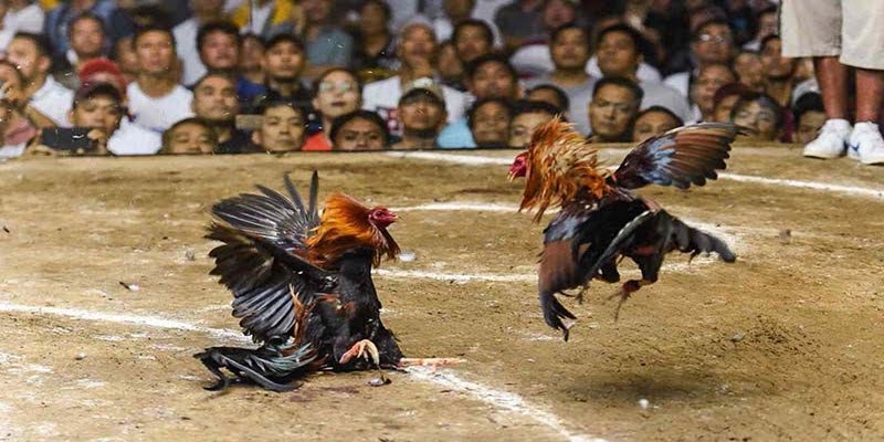Trận Đá Gà 24 Tỷ - Màn Đối Đầu Khiến Cộng Đồng Chấn Động - Trang Chính Thức Fun88.com 2026