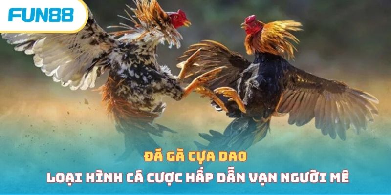 Đá Gà Cựa Dao - Loại Hình Cá Cược Hấp Dẫn Vạn Người Mê 