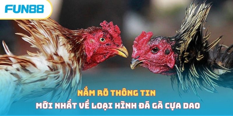Đá Gà Cựa Dao - Loại Hình Cá Cược Hấp Dẫn Vạn Người Mê 