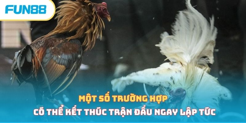 Đá Gà Cựa Dao - Loại Hình Cá Cược Hấp Dẫn Vạn Người Mê 