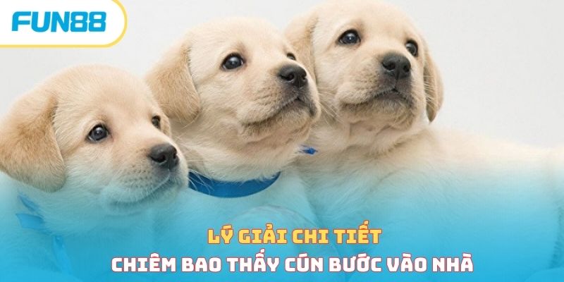 Mơ thấy chó là điềm xấu hay tốt - Giải mã bí ẩn chi tiết