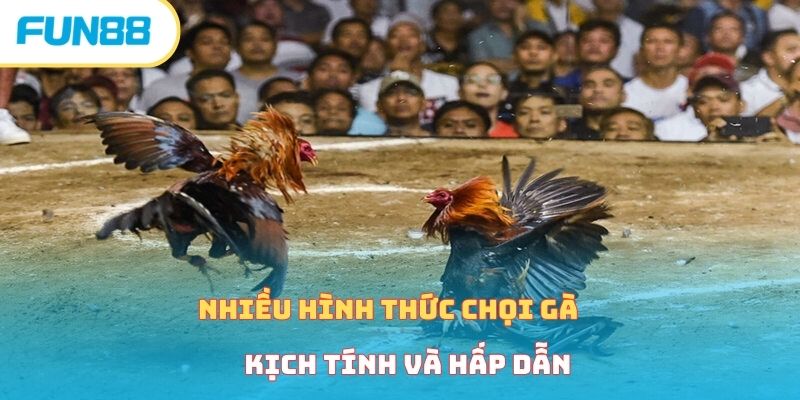 Xem Đá Gà Trực Tiếp Cực Kỳ Gây Cấn Cùng Nhà Cái Fun88
