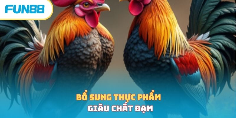 Cách Nuôi Gà Đá - Bí Quyết Nuôi Chiến Kê Hiệu Quả Nhất 2026