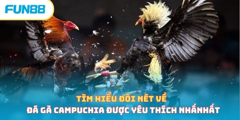 Đá Gà Campuchia - Sân Chơi Gay Cấn, Hồi Hộp Bậc Nhất Châu Á
