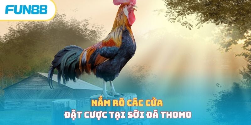 Siêu Phẩm Đá Gà Thomo - Cách Chơi Và Luật Chơi Bất Bại 