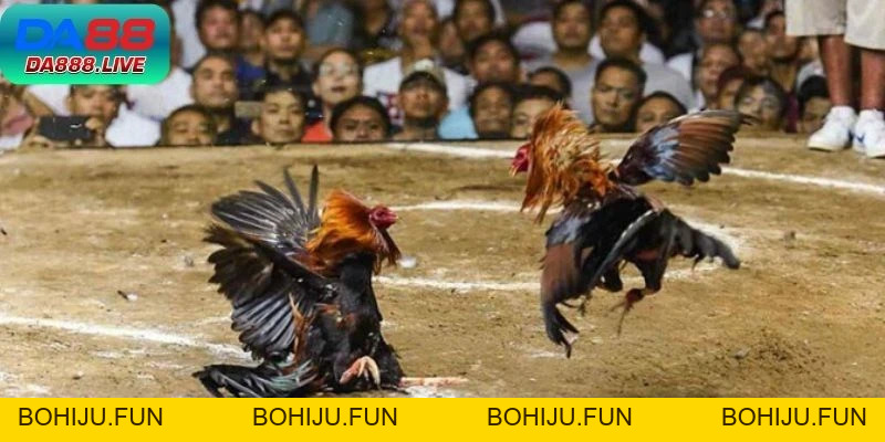 Đá Gà Trực Tiếp C1 DA88 - Sôi Động Với Game Nảy Lửa