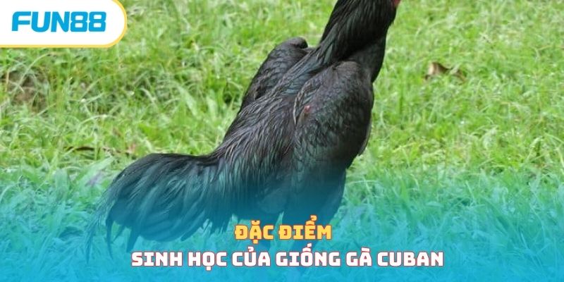  Giống Gà Cuban - Giới Thiệu Chi Tiết Chiến Kê Đặc Biệt 