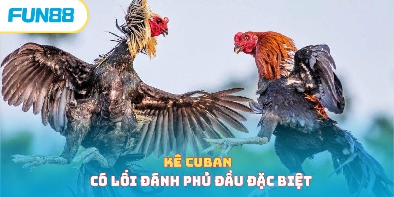  Giống Gà Cuban - Giới Thiệu Chi Tiết Chiến Kê Đặc Biệt 