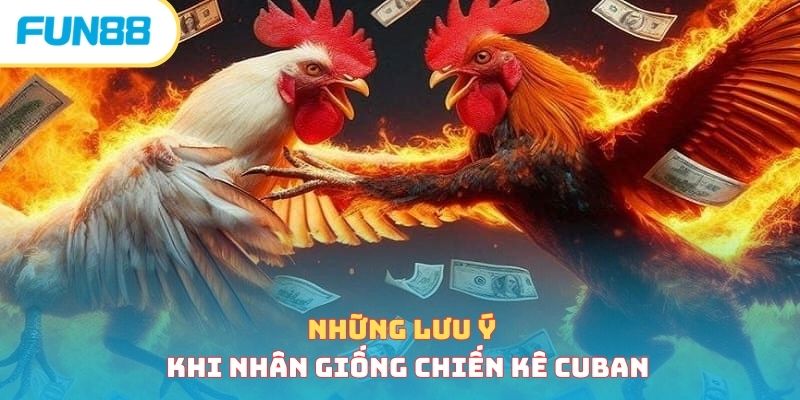  Giống Gà Cuban - Giới Thiệu Chi Tiết Chiến Kê Đặc Biệt 