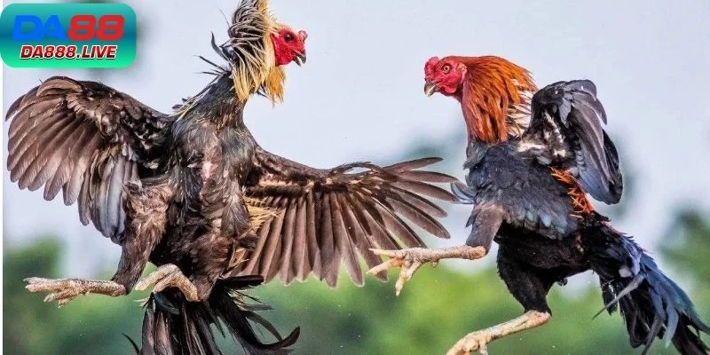 Đá Gà 88 DA88 - Hình Thức Chọi Hấp Dẫn Được Yêu Thích 