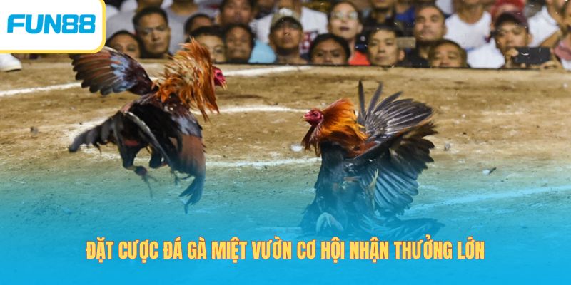 Đá Gà Miệt Vườn - Theo Dõi Trận Đấu Giao Tranh Đặc Sắc 2026